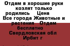 Отдам в хорошие руки козлят.только родились. › Цена ­ 20 - Все города Животные и растения » Отдам бесплатно   . Свердловская обл.,Ирбит г.